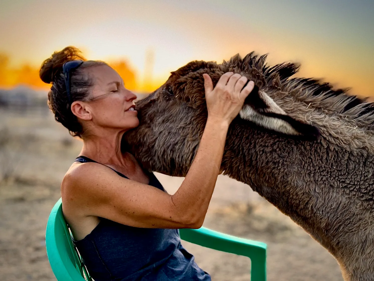 A fuzzy donkey leaning in for a hug at sunset