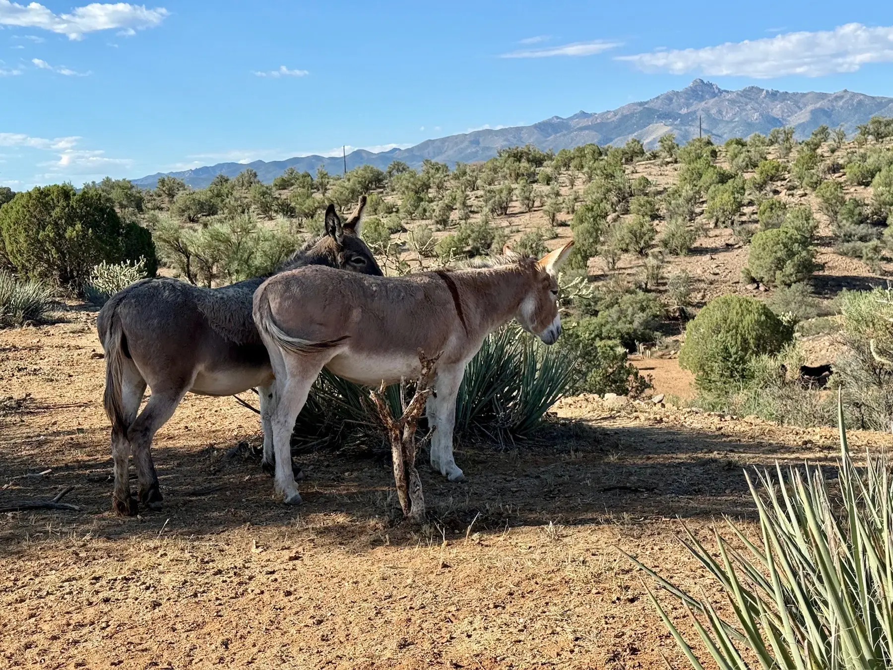 Two burros sharing shade on the Kingman land, mountains behind them