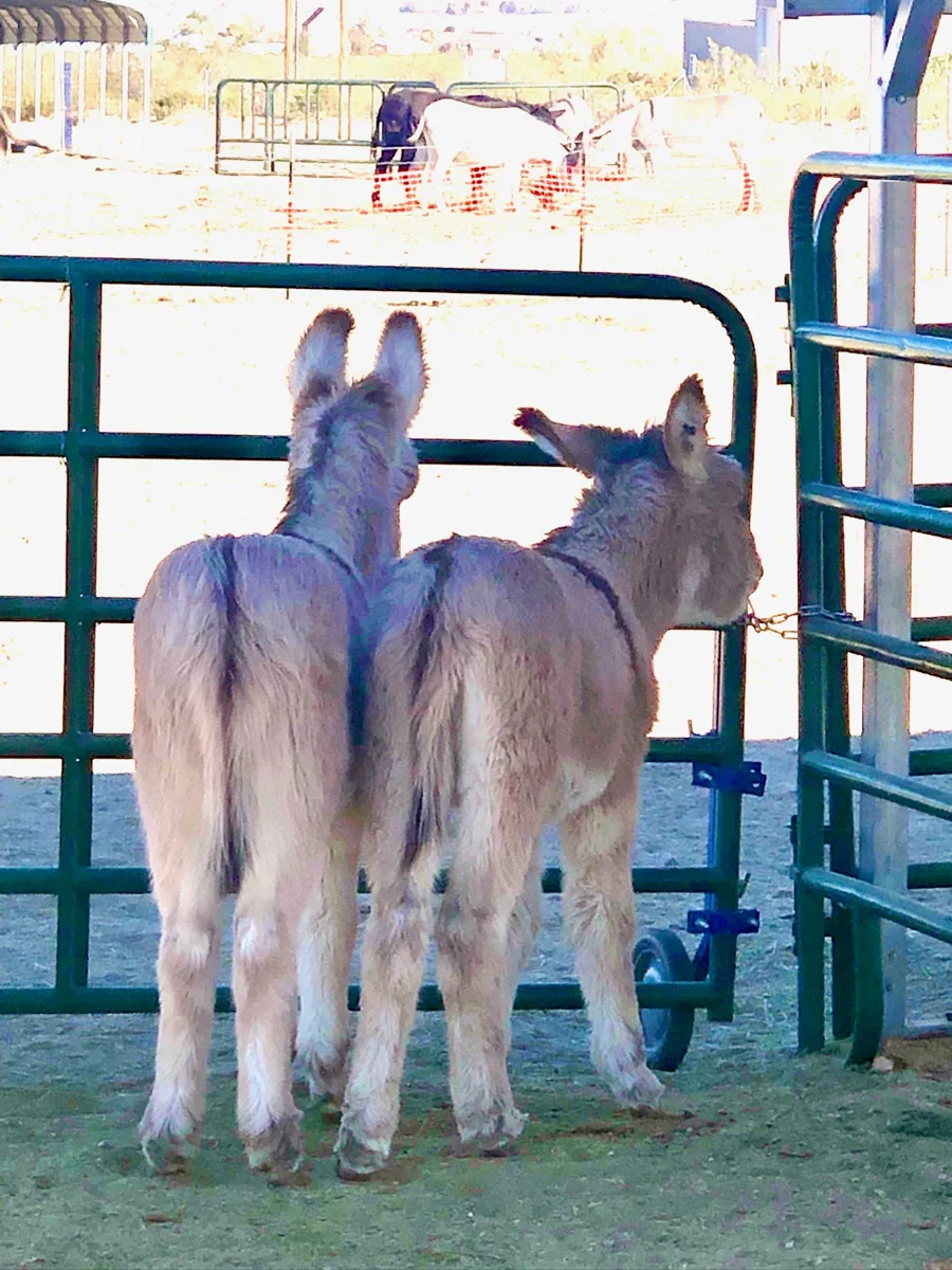 Pink and Eli as foals, standing side by side at the gate