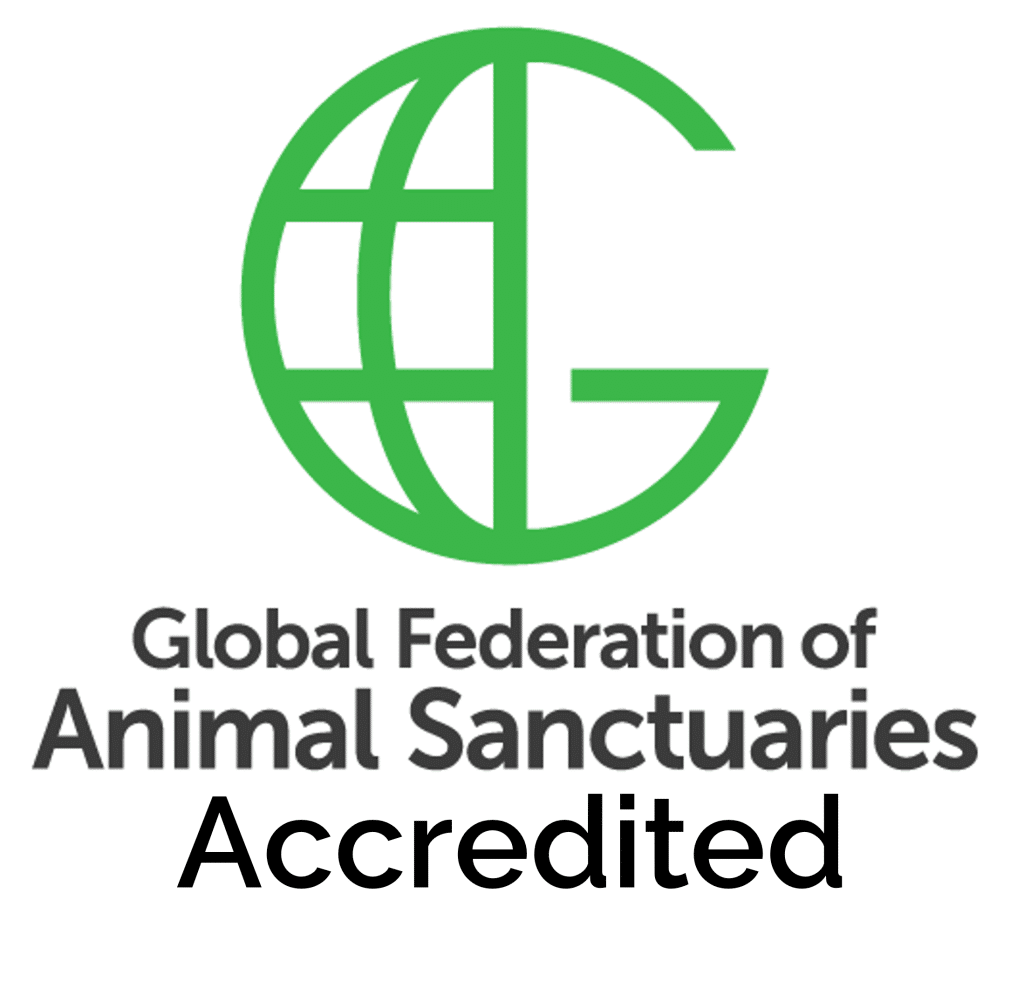 candid-seal-gold-2023