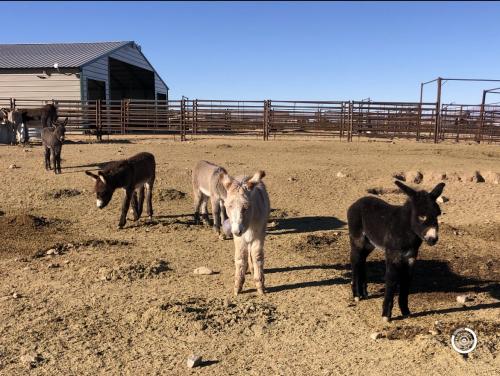 Obsidian Eli and Ralphie