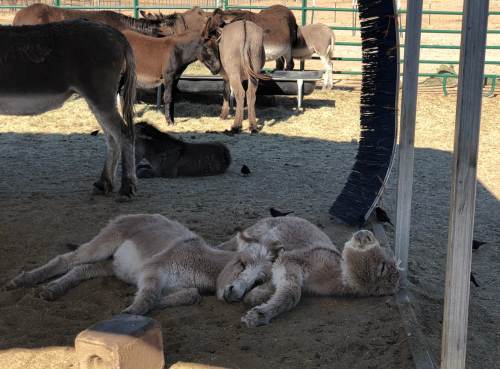 baby pink and Eli nap time