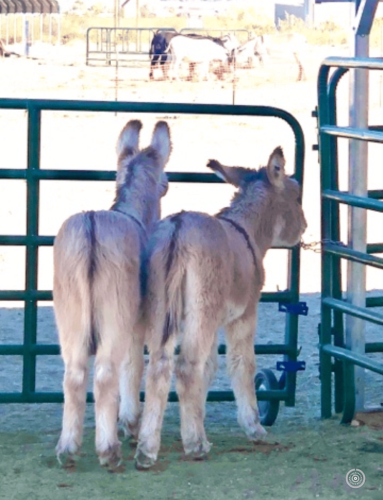 baby pink and eli backsides