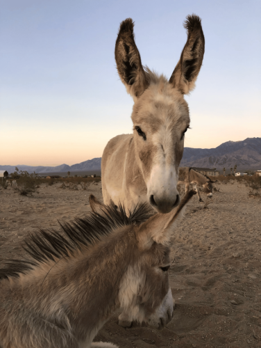 Pink and Eli at Sunset