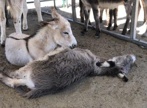 ralphie and eli naptime